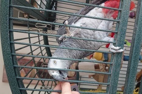 Male African Grey for sale