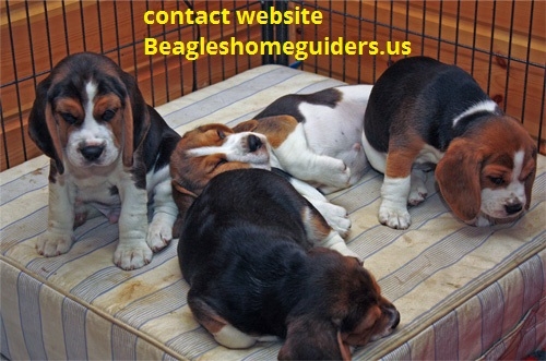 Beagle puppies for sale 