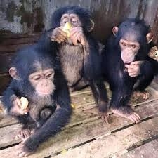 Cute Baby Chimpanzees for Sale
