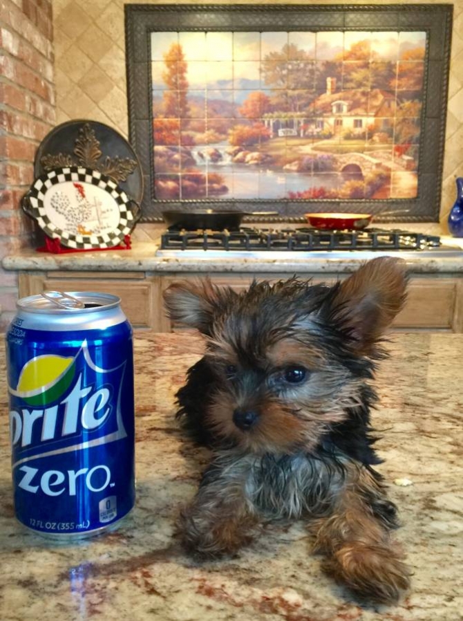 T-cup Yorkie 