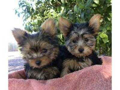 Top quality Male and Female Teacup Yorkie puppies ready
