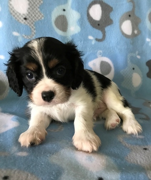 Ready to go Male and Female Cavalier King Charles Spaniel Puppies For Sale