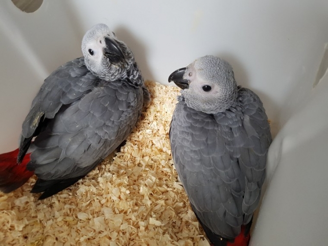 Super Sweet Baby African Grey Parrots for sale
