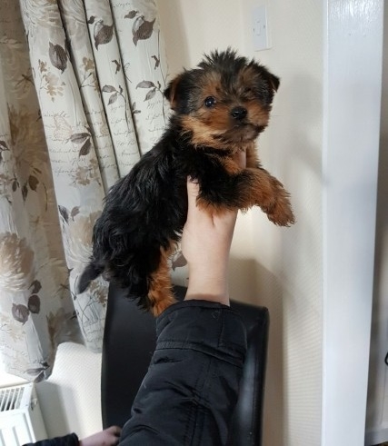 Male  females Tea-Cup Yorkie Puppies Available