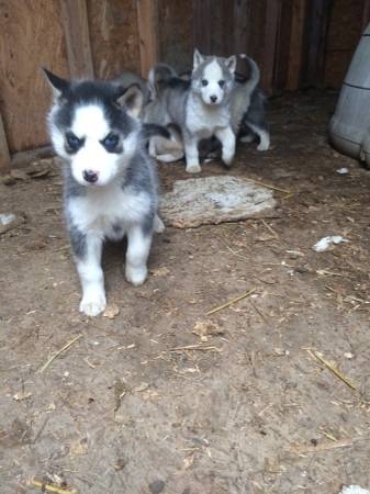 *Male and female siberian husky ready now
