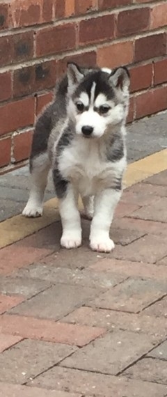 Female and male Siberian Husky Puppy