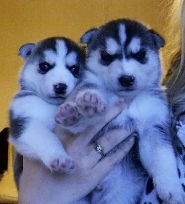 Female And Male Siberian Husky Puppy