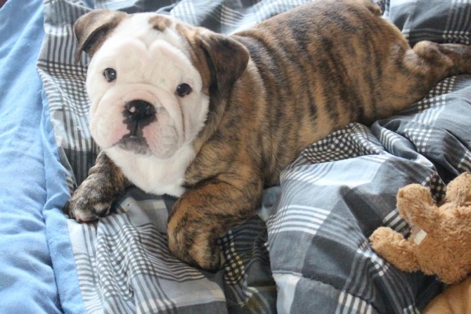 AKC Registered English bulldogs puppies for sale 