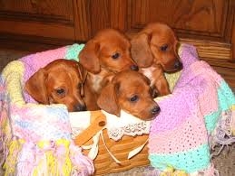 Dachshund puppies for Sale