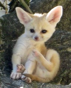adorable fennec fox for sale