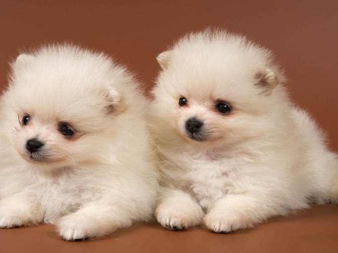 pomeranian puppies for sale