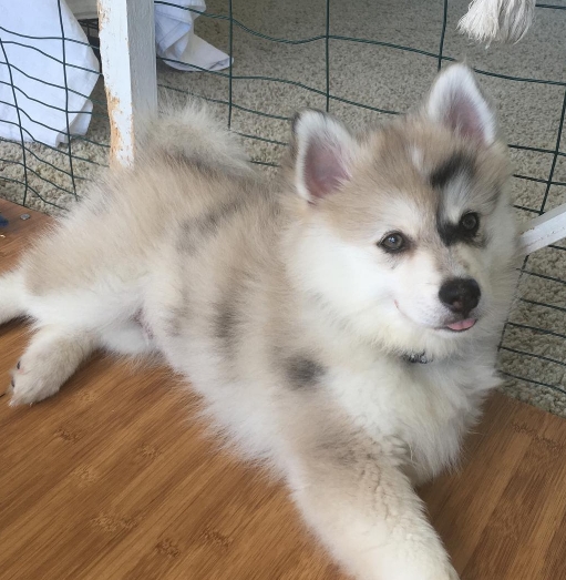 female pomsky pup for a good and loving home