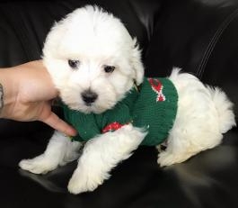 cutest maltese baby for adoption during Xmas 