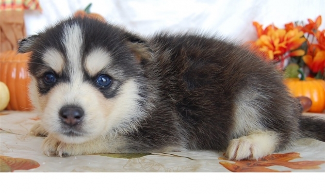 Potty Trained Pomsky Puppies Available 