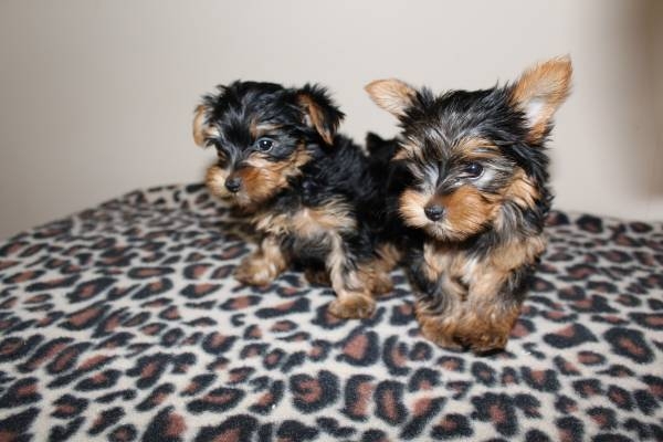 Perfect size Yorkie puppies