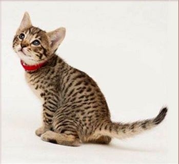 Gorgeous Savannah Kitten for sale