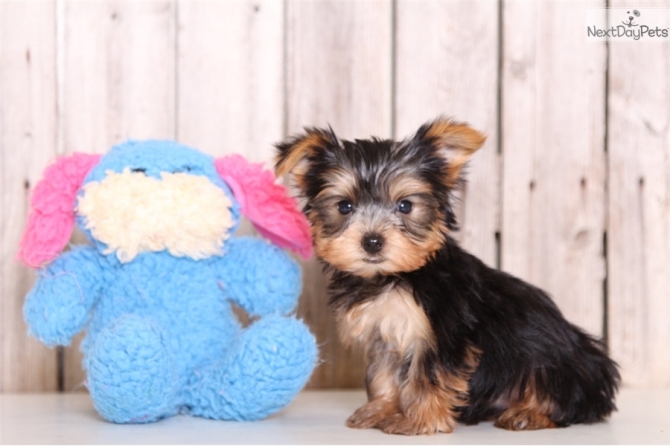 super cute two tiny teacup male and female Yorkie