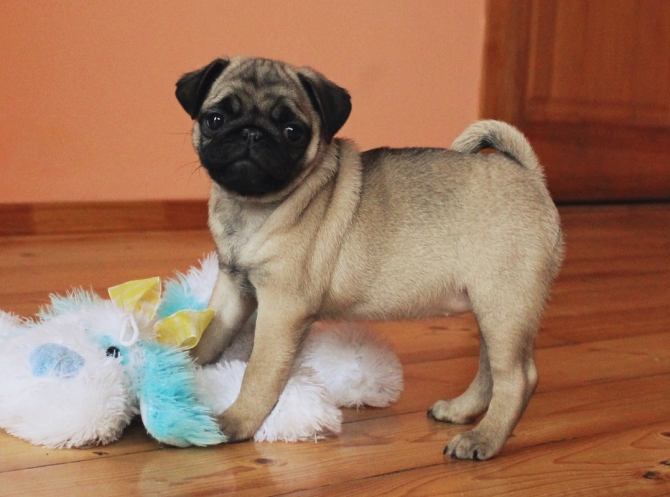 Pug Puppies Needs a New Family