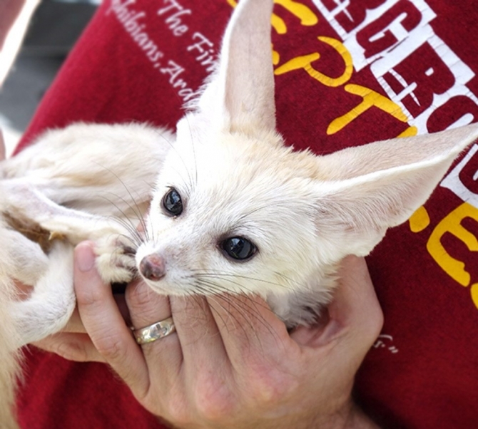 WE HAVE BABY FENNEC FOXES FOR SALE.