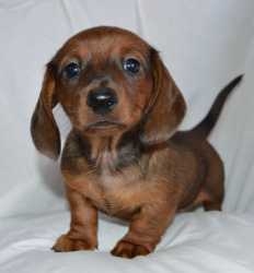 Dachshund puppies available for sale to good home.