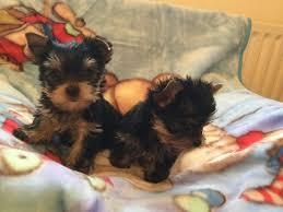 TEA CUP YORKIE PUPPIES FOR SALE .