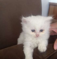Male and female Persian Kittens available