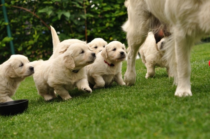 male and female golden retrieve puppies available