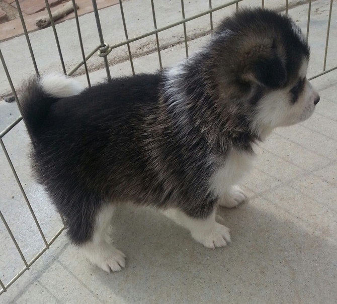 Amazing Husky Puppies Available