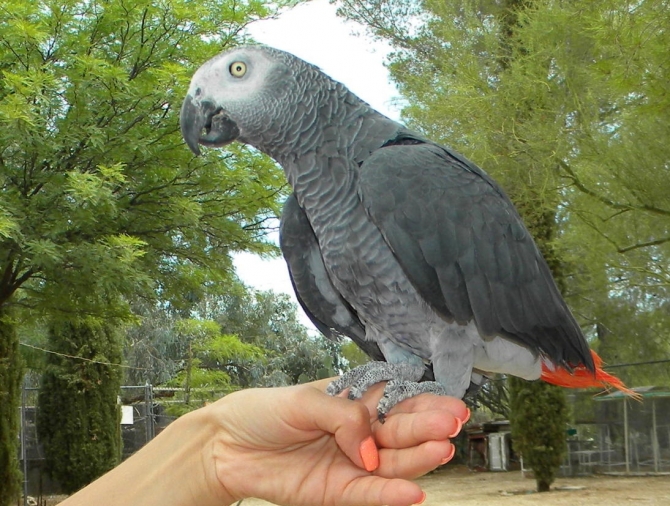 Imaginative pair of African gray parrots available
