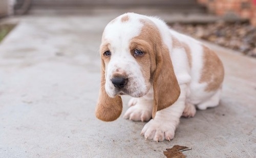 Wow!! Charming and Healthy Male and Female Basset Hound puppies for free adoption.Drop your phone number.720 388-6037 