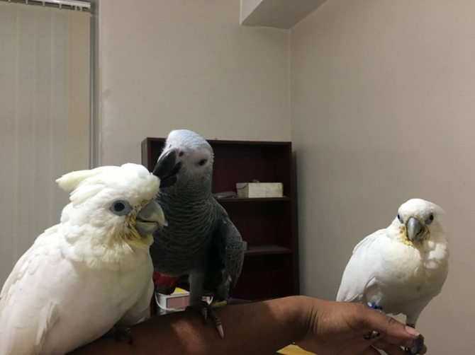African Gray Parrots 419 718-2563