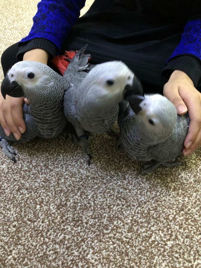 African Gray Parrots 419 718-2563