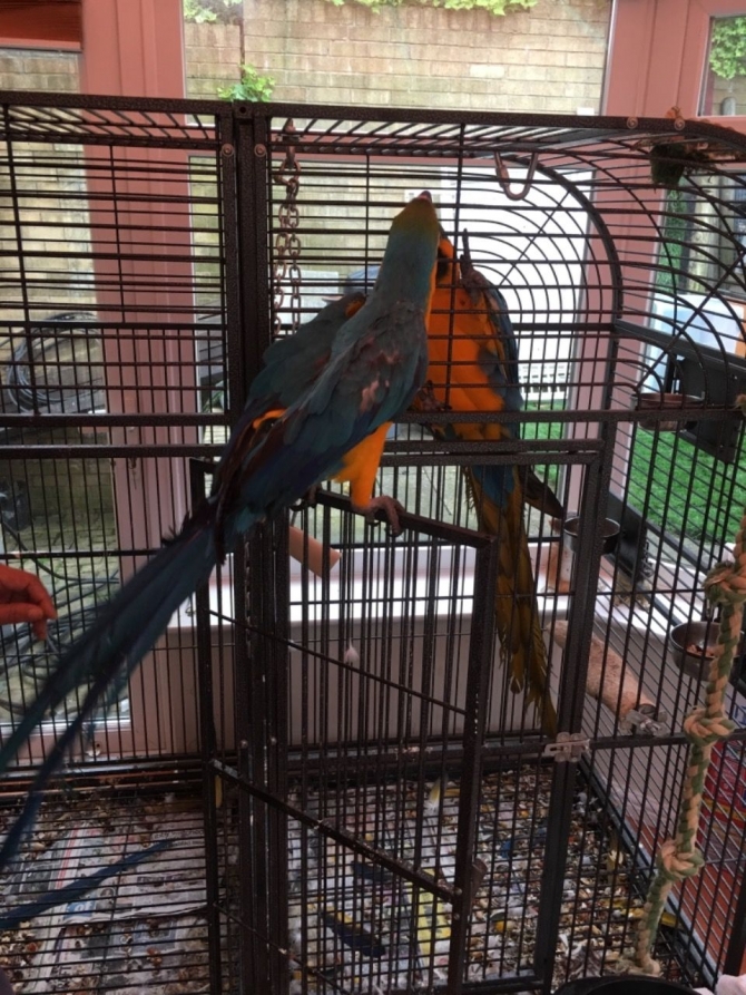Good Pair of Blue  Gold Macaws  for sale