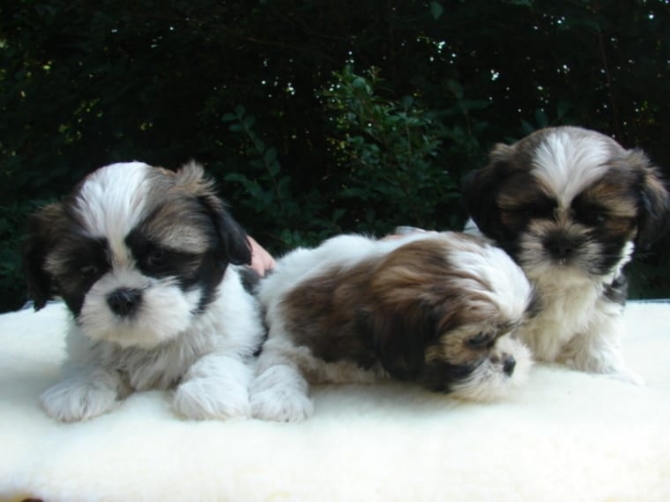 Shih Tzu Puppies For Sale 915 444 4041 Hawaii For Sale Big Island Pets Dogs