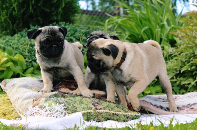 pug puppies has to be together - For Sale
