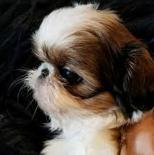 Male and Female Shih Tzu puppies for sale Now !!!!