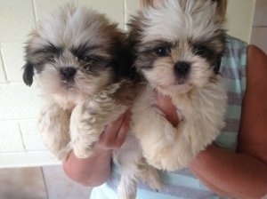   Adorable Male And Female Shih Tzu Puppies