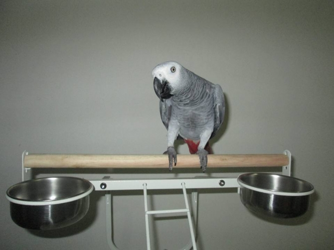 Well tamed African grey 
