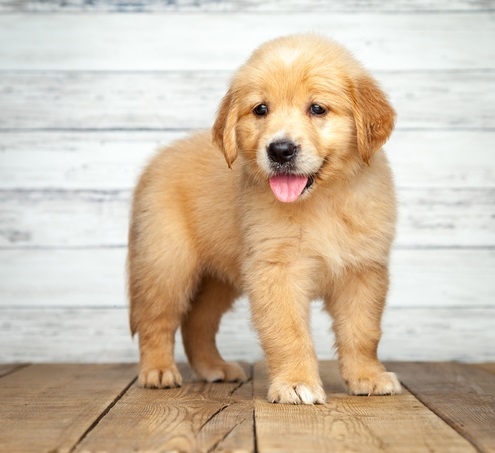 Akc Golden Retriever Puppies 92804 For Sale Monterey Bay Pets Dogs