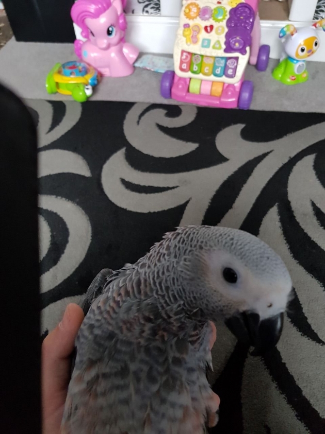 Hand Reared African Grey Baby