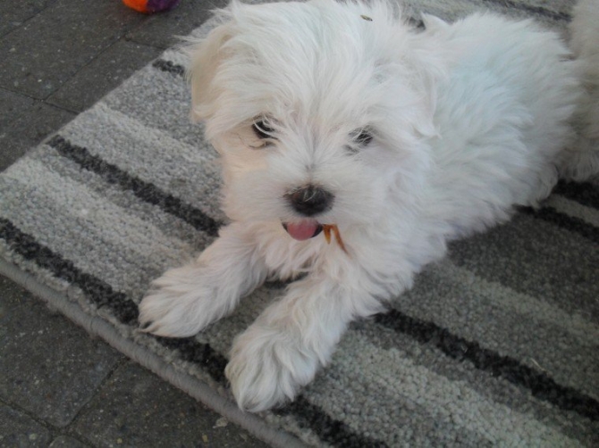 Adorable Outstanding Maltese Teacup Maltese Puppies For Sale. Text Us At 352 559 3049