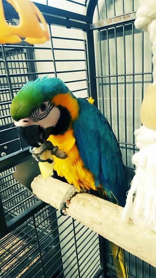 Baby Blue and Gold macaw Birds