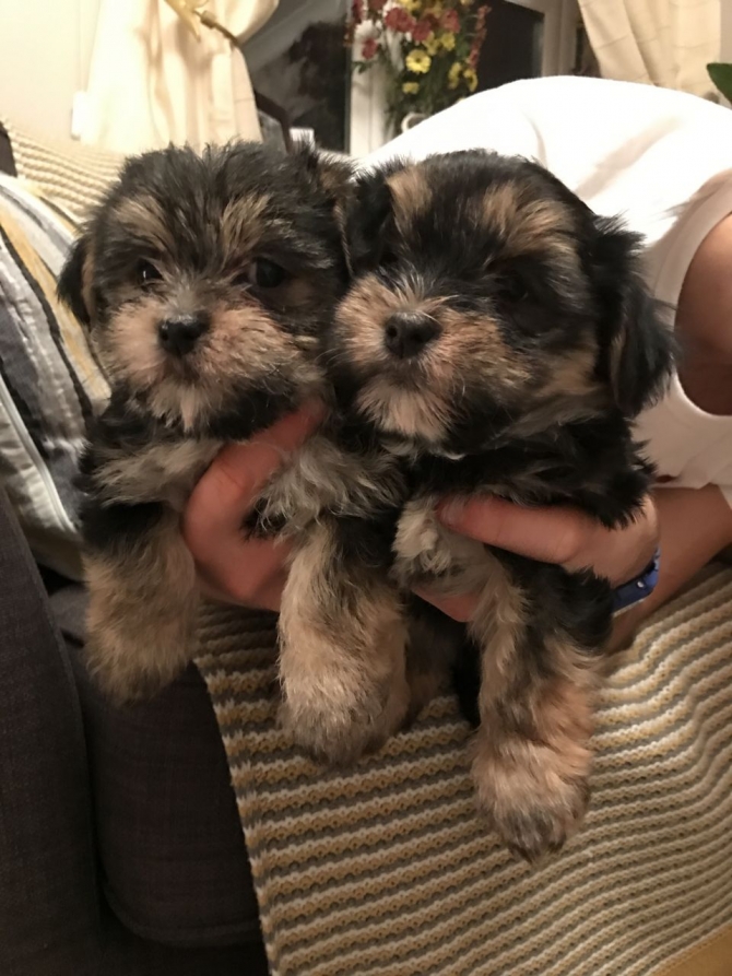 Free available Yorkshire pups for free adoption 