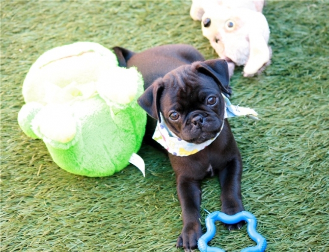 potty trained pugs for sale