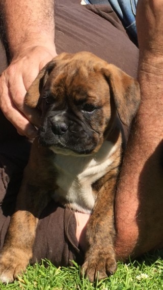 Male and Female Boxer Puppies Available.CallText us  832-779-6173