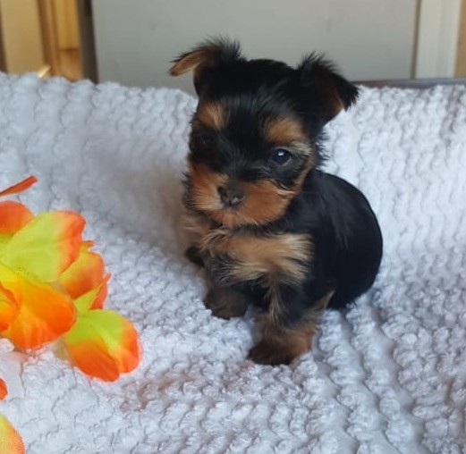 male and Female Yorkie Puppies