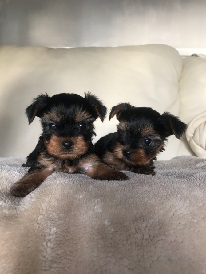 quality tiny Yorkie puppies