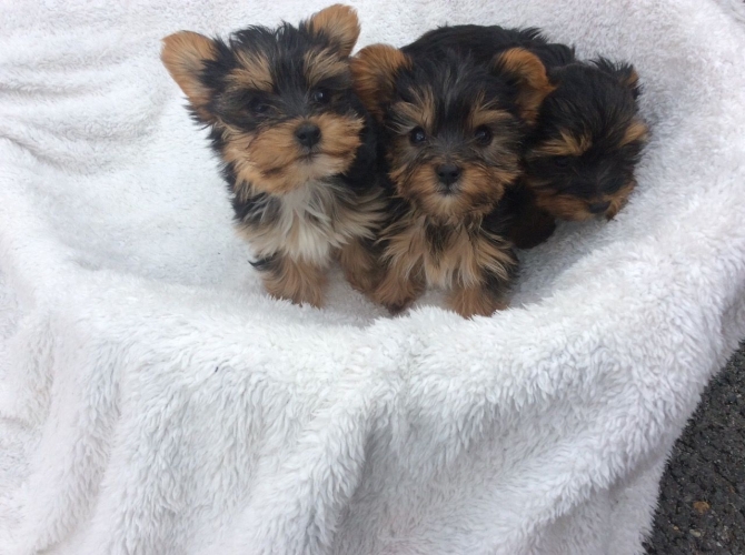 registered Yorkie puppies for adoption