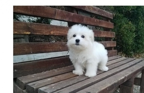ADORABLE MALE AND FEMALE MALTESE PUPPIES FOR FREE ADOPTION