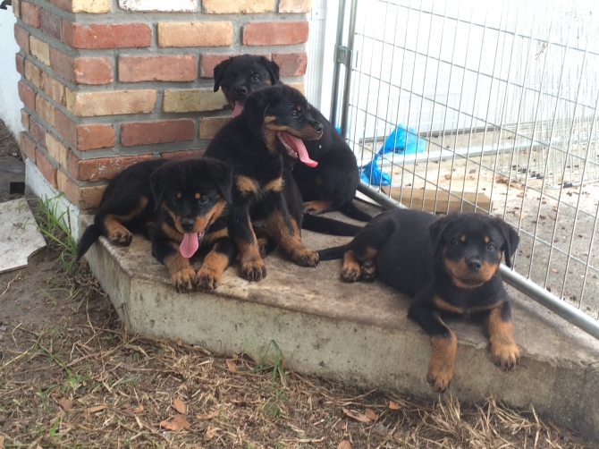 Male and Female Rottweiler Pups